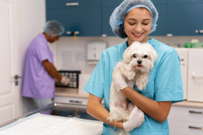 Close up on veterinarian taking care of pet