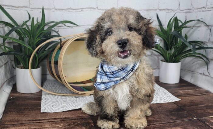 AJ - Sweet merle male Poochon Puppy for Sale in Florida