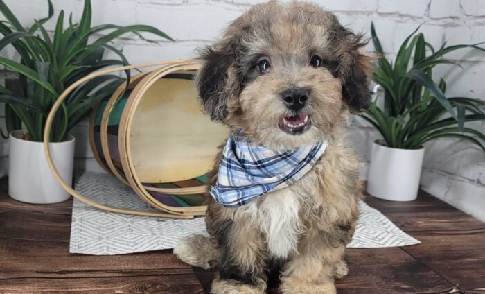AJ - Sweet merle male Poochon Puppy for Sale in Florida - Image 6
