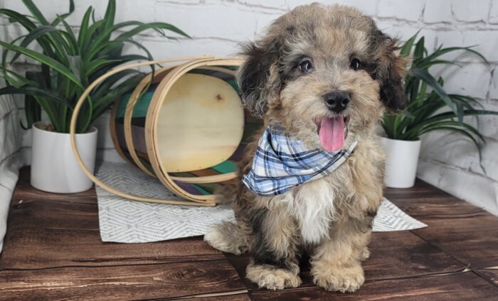 AJ - Sweet merle male Poochon Puppy for Sale in Florida - Image 5
