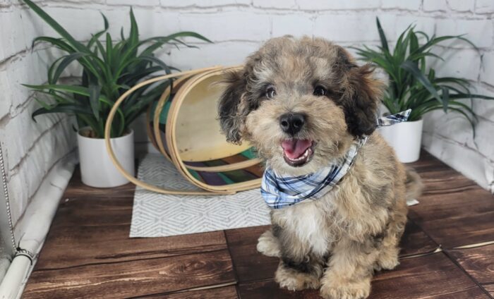 AJ - Sweet merle male Poochon Puppy for Sale in Florida - Image 3