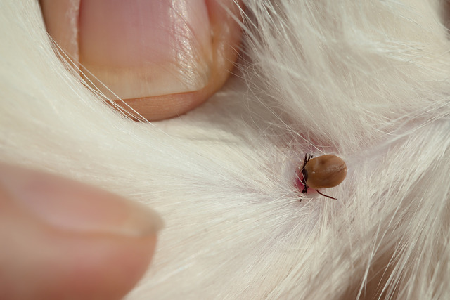 Lyme disease in dogs