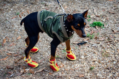 Well dressed dog wearing dog shoes