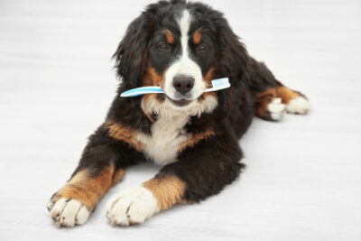 Cute funny dog with toothbrush lying on floor at home.