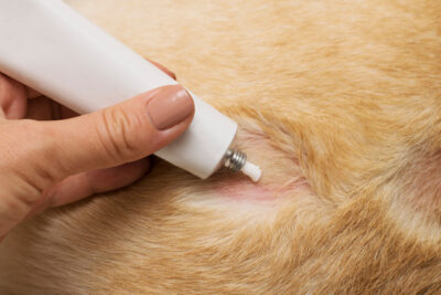 Hand close-up applies a special cream on the dog's open purulent wound.