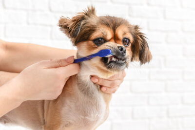 Owner cleaning teeth of cute dog with brush