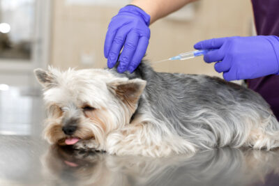Doctor vet makes an injection to a puppy