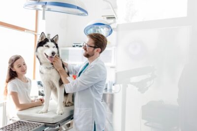 husky dog with cone being examined in Veterinary clinic
