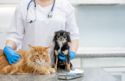 Vet hugs cat and dog at veterinary clinic. 