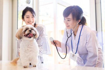 Shih Tzu receiving a check-up from a veterinarian