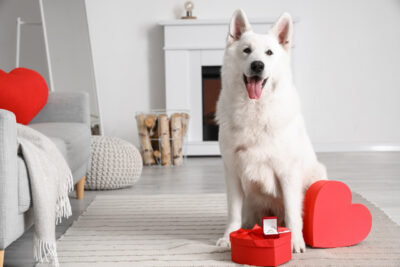 White dog with gift boxes and engagement ring at home. Valentine's Day celebration