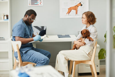 Young veterinarian in blue scrubs making medical notes after consultation and examination of sick duchshund dog in clinic