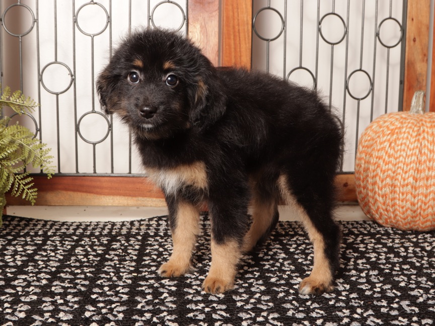 Amber- Perfect Female Mini Aussiedoodle