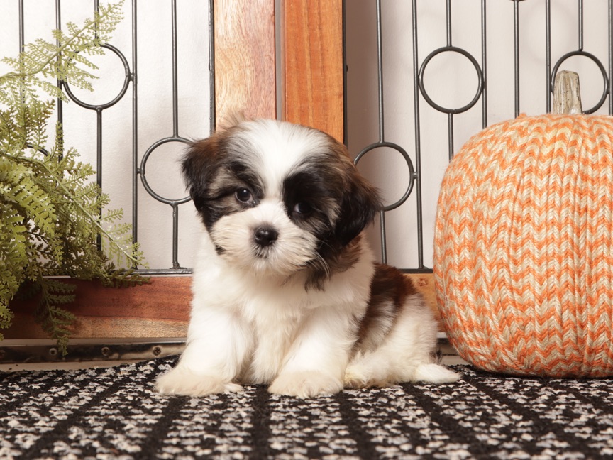 Asher – Dapper Little Male Shih Tzu Puppy For Sale