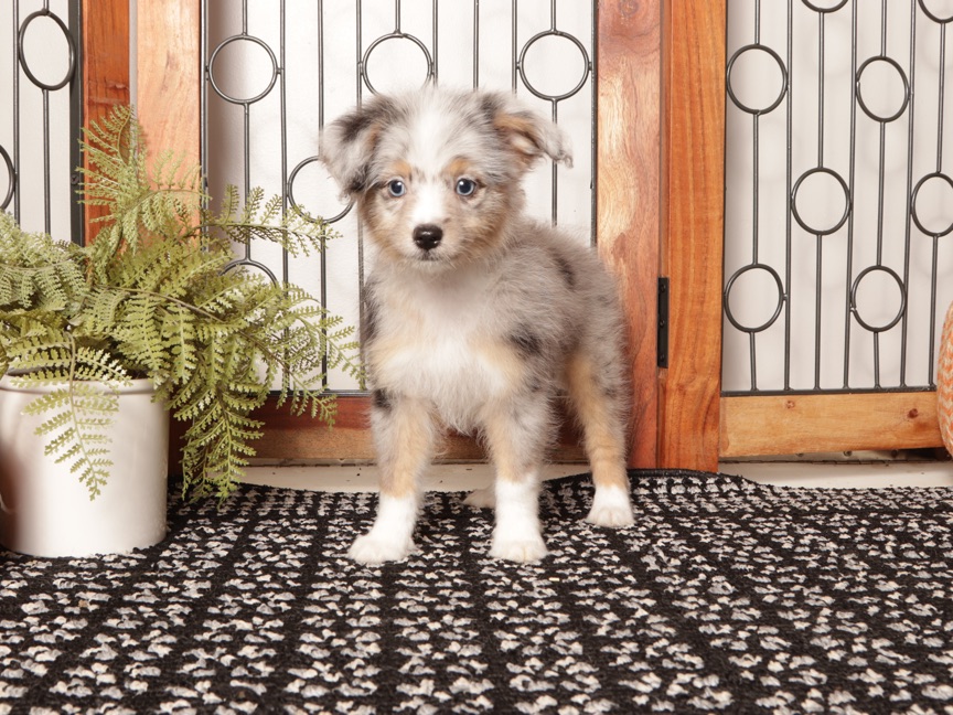 Autumn –  Female Mini Aussiedoodle