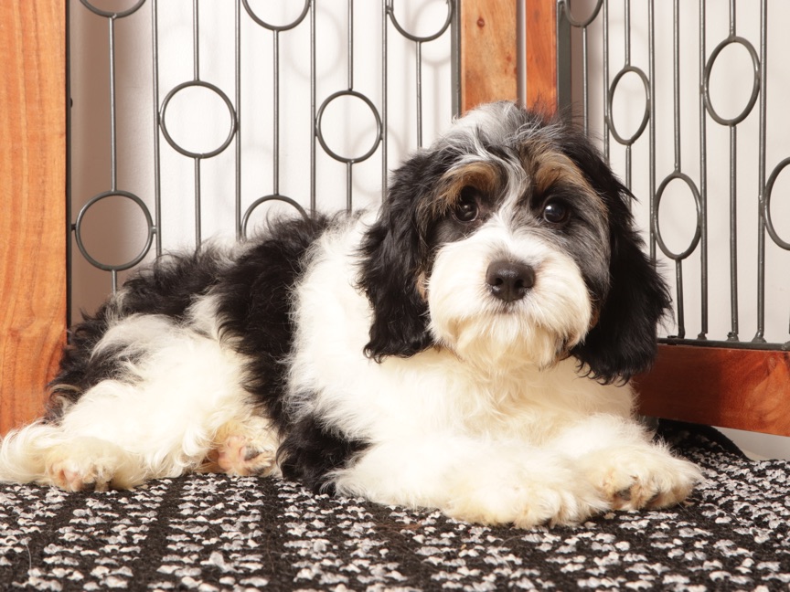 Bear - Curious Male Cavapoo Puppy For Sale