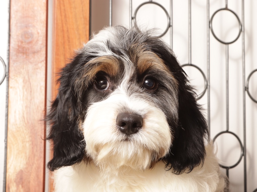 Bear - Curious Male Cavapoo Puppy For Sale - Image 2