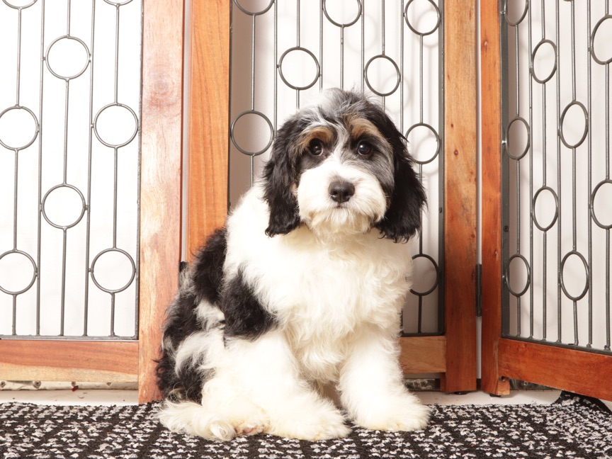 Bear - Curious Male Cavapoo Puppy For Sale - Image 4