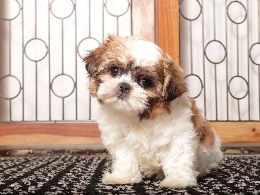 Bell - Adorable Little Female Imperial Shih Tzu