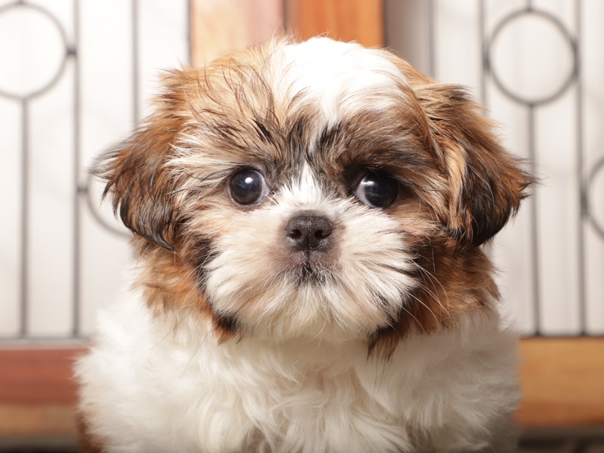 Bell - Adorable Little Female Imperial Shih Tzu - Image 2