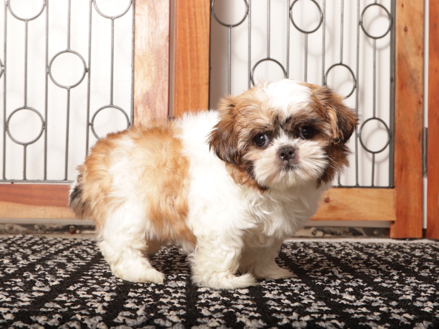 Bell - Adorable Little Female Imperial Shih Tzu - Image 3