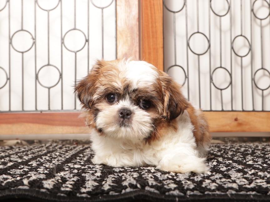 Bell - Adorable Little Female Imperial Shih Tzu - Image 4