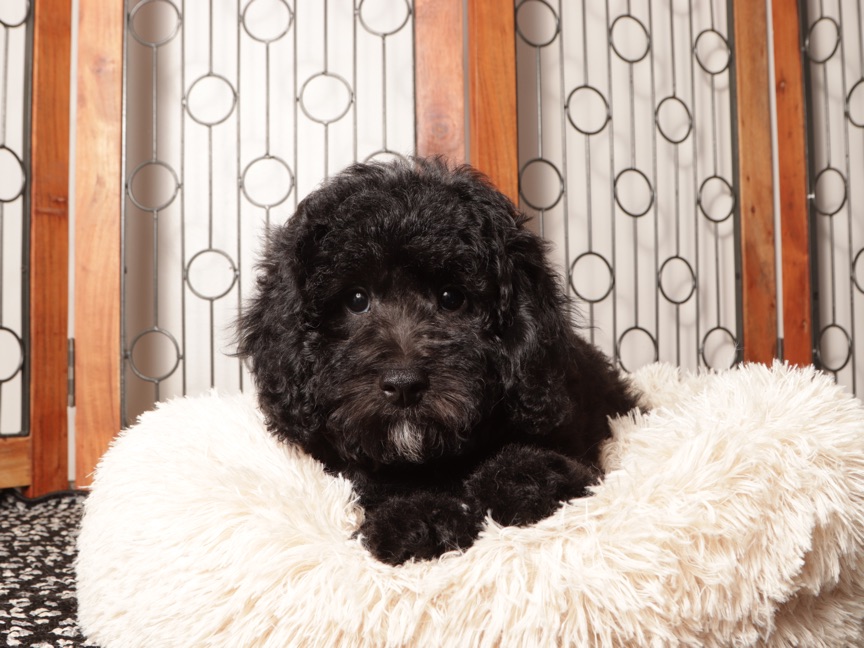 Ben - Shy ACA Mini Poodle