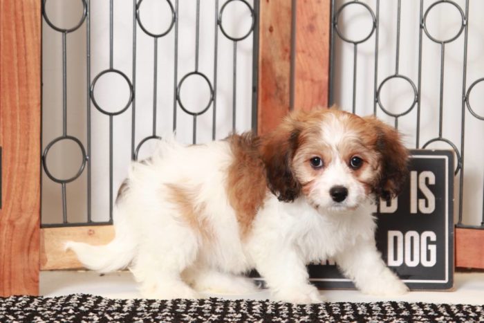 Betsy- Loving Tri-Colored Female Cavachon Puppy