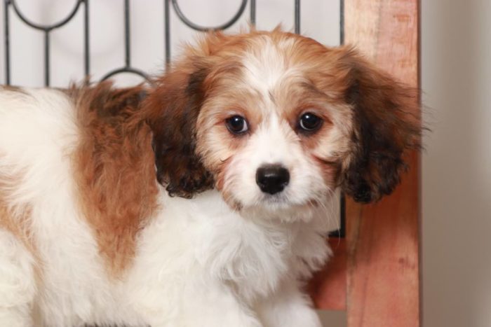 Betsy- Loving Tri-Colored Female Cavachon Puppy - Image 2