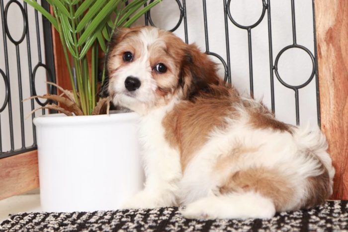 Betsy- Loving Tri-Colored Female Cavachon Puppy - Image 3