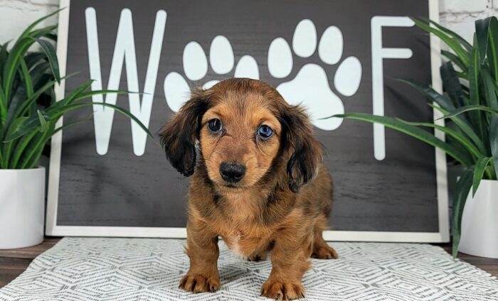 Bolt- Fun Male Red Sable merle AKC Dachshund Puppy - Image 5
