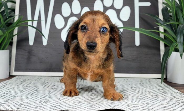 Bolt- Fun Male Red Sable merle AKC Dachshund Puppy - Image 4