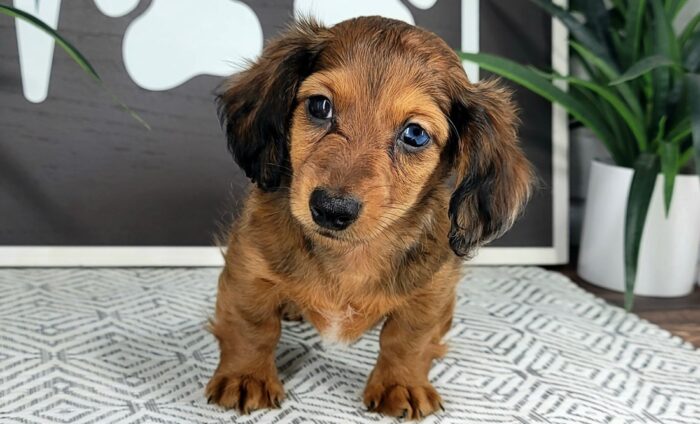 Bolt- Fun Male Red Sable merle AKC Dachshund Puppy - Image 2