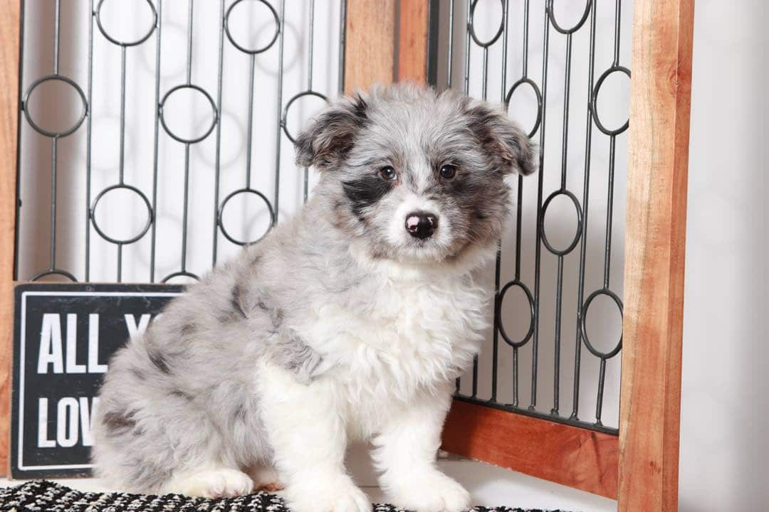 Joan- Sweet Blue Merle Female Mini Aussie-Poo Puppy