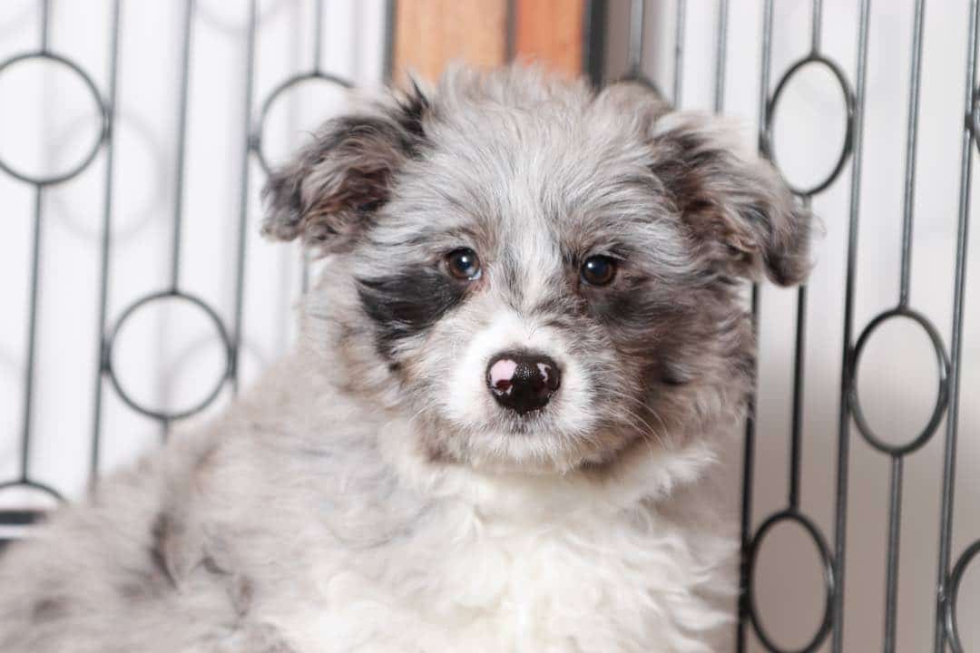 Joan- Sweet Blue Merle Female Mini Aussie-Poo Puppy - Image 2