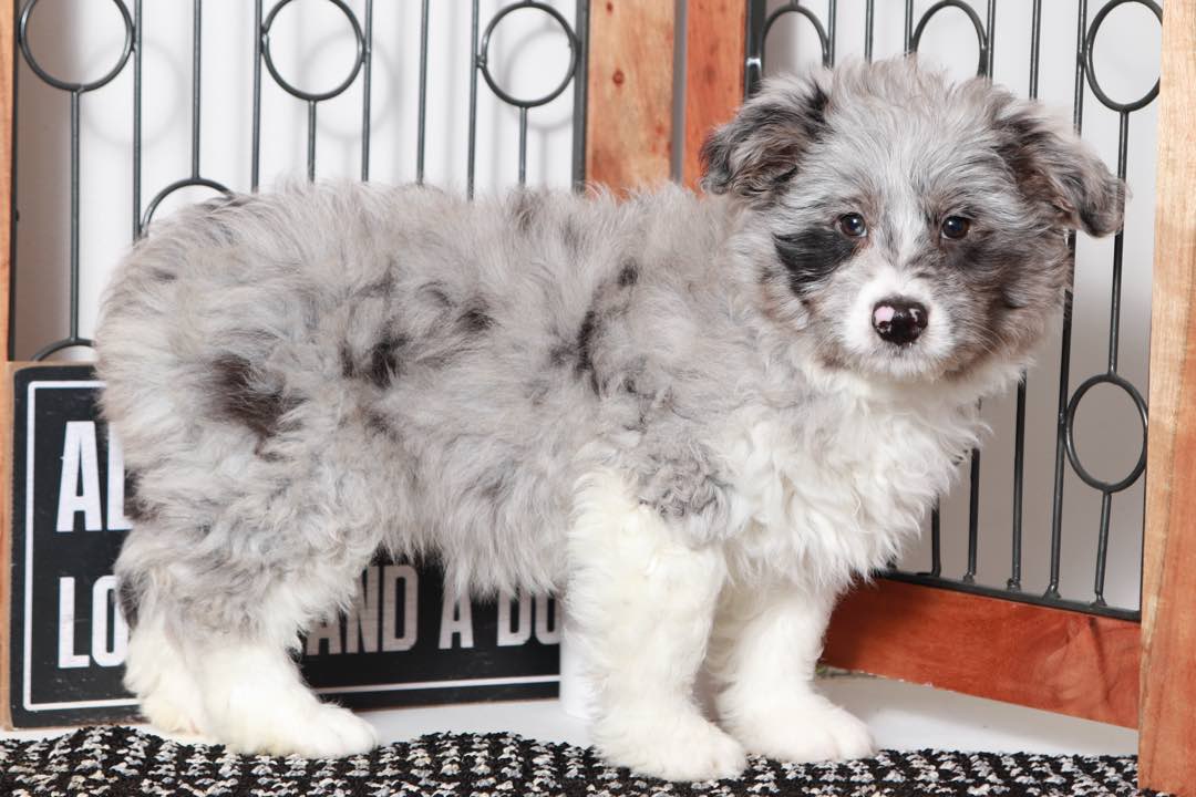 Joan- Sweet Blue Merle Female Mini Aussie-Poo Puppy - Image 3