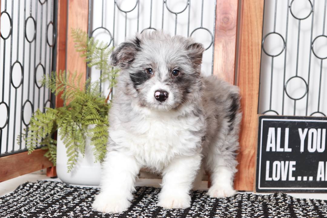 Joan- Sweet Blue Merle Female Mini Aussie-Poo Puppy - Image 4