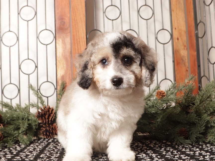 Bubbles - Cute Male Poochon Puppy