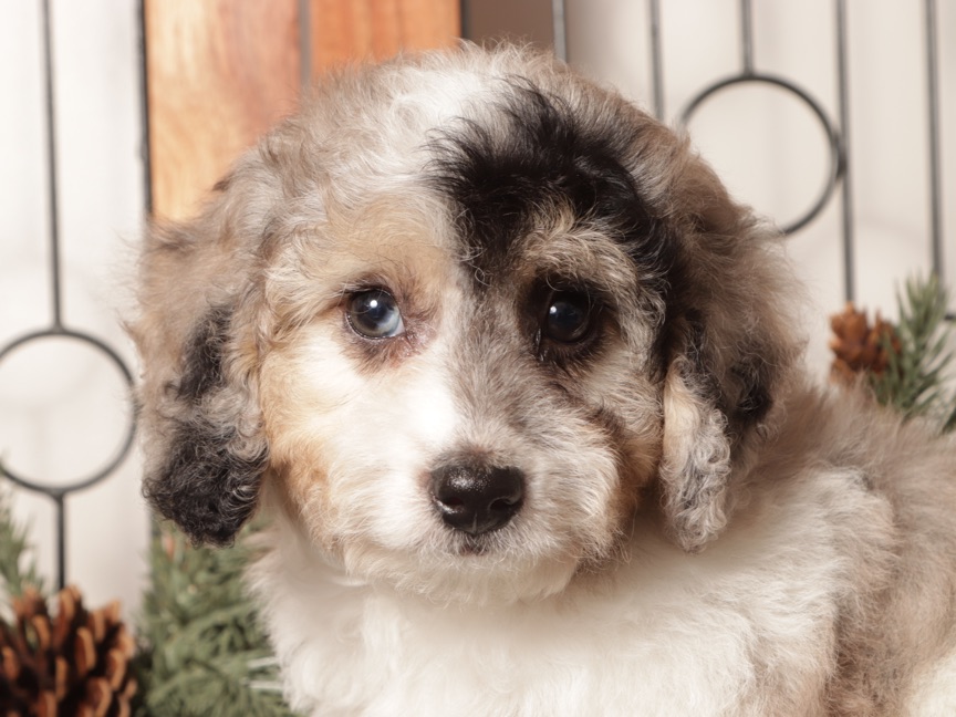 Bubbles - Cute Male Poochon Puppy - Image 2