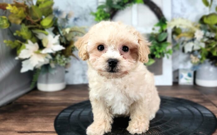 Bubbles - Cute Little Female Poochon Puppy - Image 3