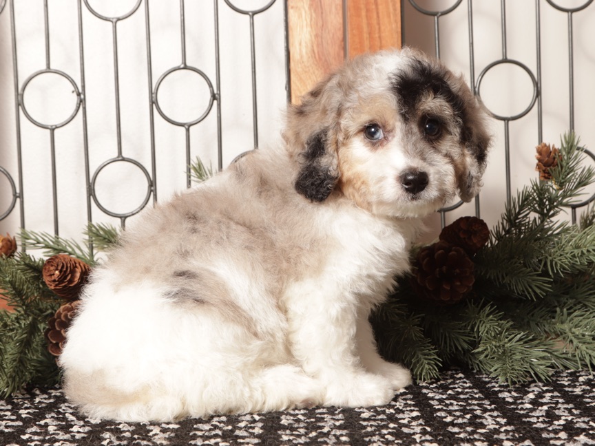 Bubbles - Cute Male Poochon Puppy - Image 3