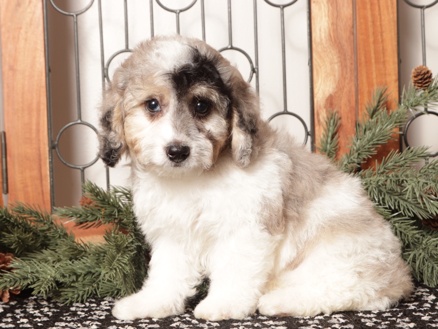 Bubbles - Cute Male Poochon Puppy - Image 4