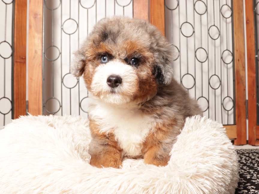 Buddy - Spunky F1b Male Mini Aussie Poo