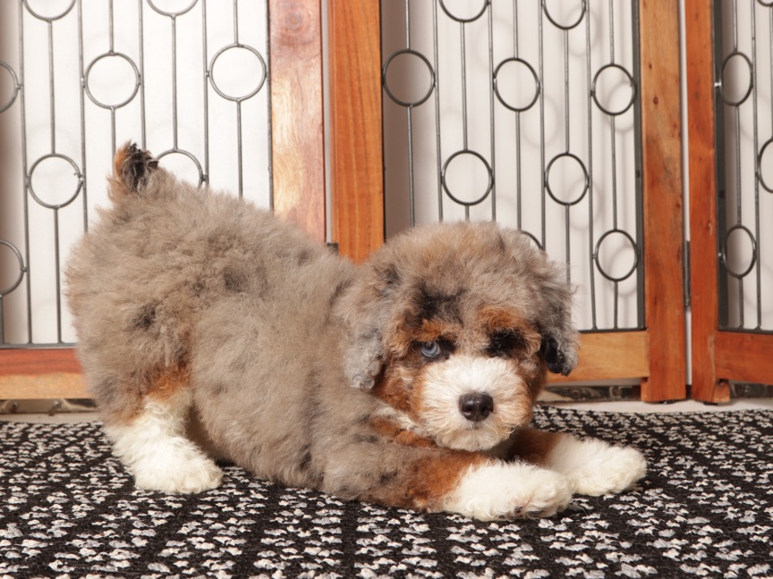 Buddy - Spunky F1b Male Mini Aussie Poo - Image 3