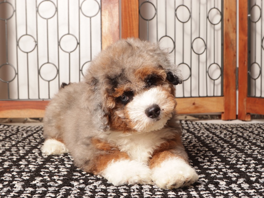 Buddy - Spunky F1b Male Mini Aussie Poo - Image 4