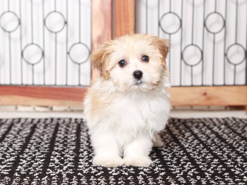 Toy Dogs Havanese Dogs For Adoption Near Me Caesar- Adorable ACA