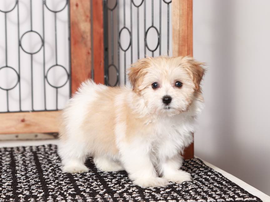 Havanese Mix Havashire For Sale Caesar- Adorable ACA Male Havanese