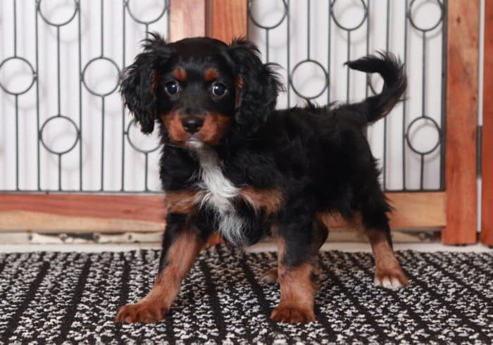 Carl- Loving Little Tri-Colored Male Cavapoo Puppy