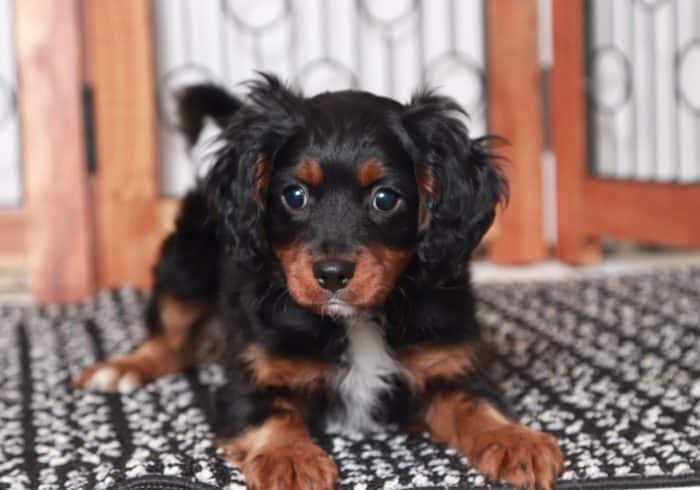 Carl- Loving Little Tri-Colored Male Cavapoo Puppy - Image 2