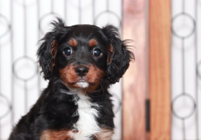 Carl- Loving Little Tri-Colored Male Cavapoo Puppy - Image 3